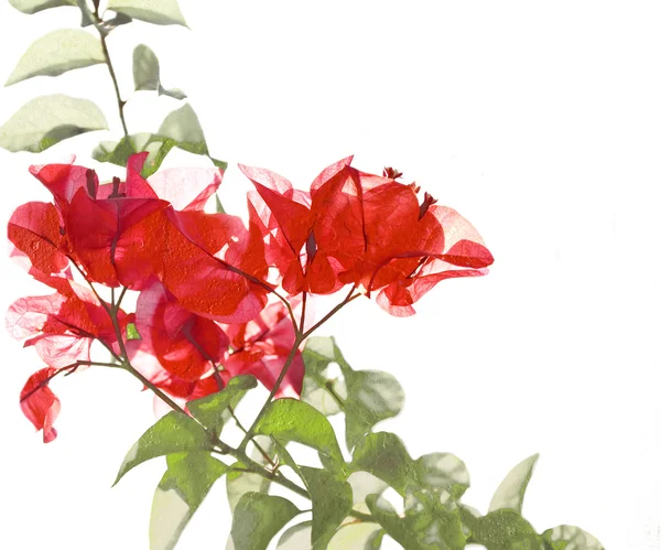 Flor roja y follaje sobre fondo de bambú —  Fotos de Stock