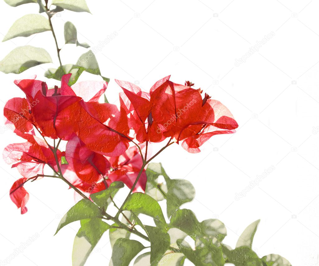 Red Flower And Foliage on Bamboo Background