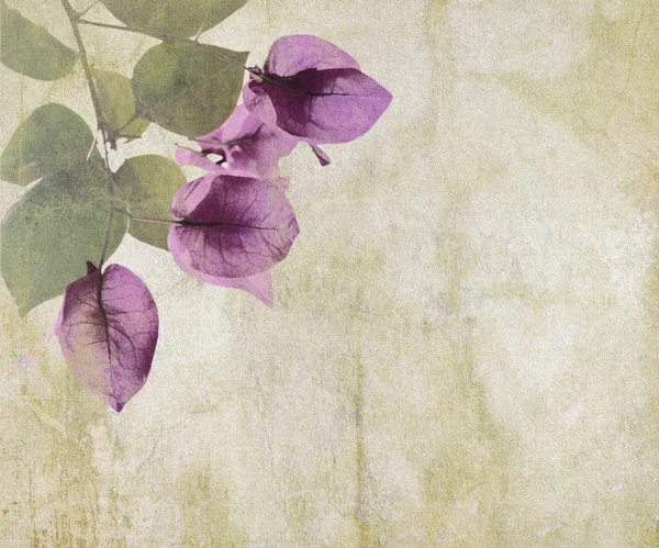 Bougainvillea artwork on cracked plaster background Royalty Free Stock Photos