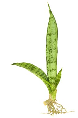 Mother in Law's Tongue or Snake Plant Isolated clipart