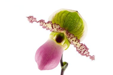 Orchid Paphiopedilum clipart