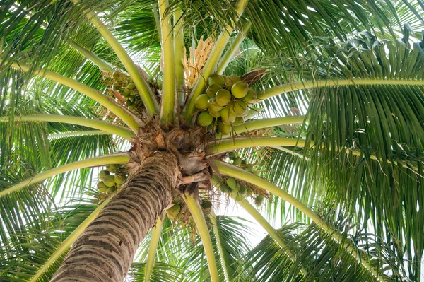 stock image The wide round crone of a palm tree with fruits and colors, is photographed from below upwards