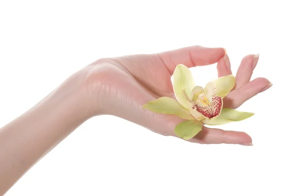 Hand in yoga position with the enclosed flower — Stock Photo, Image