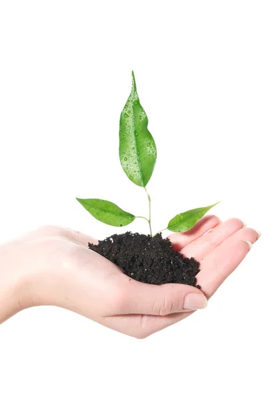 stock image Little sprout in the women's hands