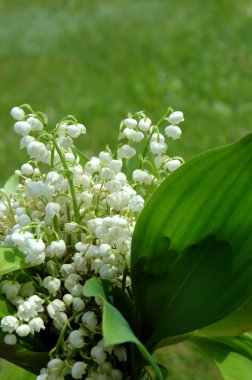 Lily of the valley clipart