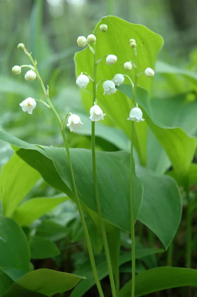 stock image Lily of the valley