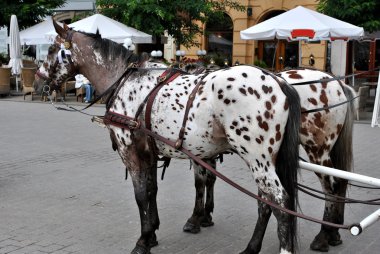 atları Pazar