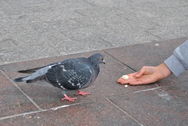 Füttern der Tauben — Stockfoto
