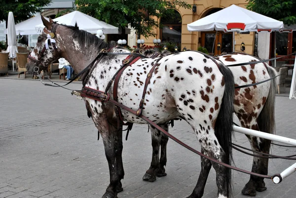 Cavalos no mercado — Fotografia de Stock