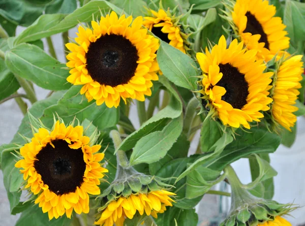 stock image Sunflowers