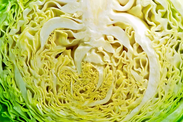 Cabbage texture — Stock Photo, Image