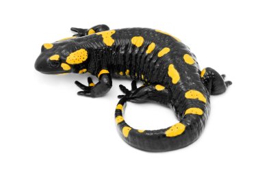 Salamander clipart