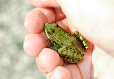 Frog in hand clipart