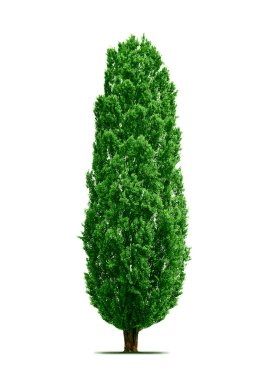 Poplar tree isolated clipart