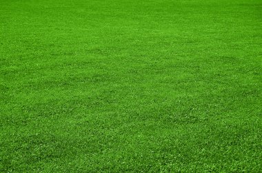 Lawn texture clipart