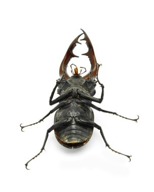 Stag beetle