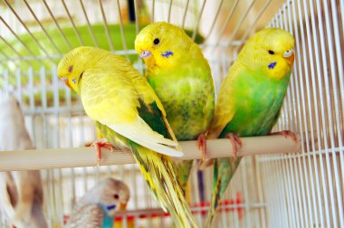 Yellow budgerigars clipart