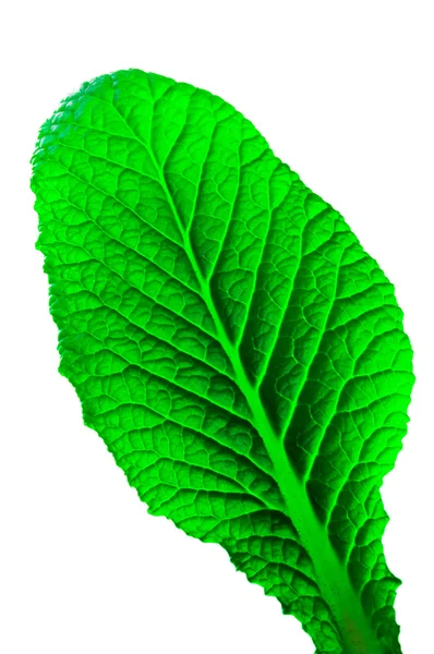 Leaf isolated — Stock Photo, Image