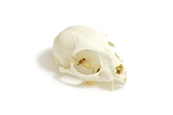 stock image Cat skull