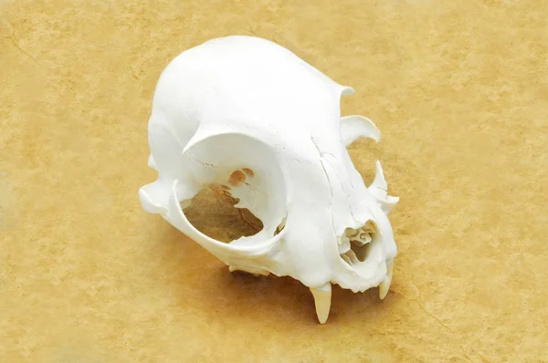 Stock image Cat skull