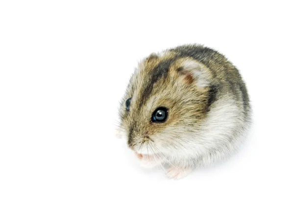 Siberian hamster — Stock Photo, Image