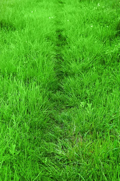 Cestu koryto čerstvé pěstovaných travních — Stock fotografie