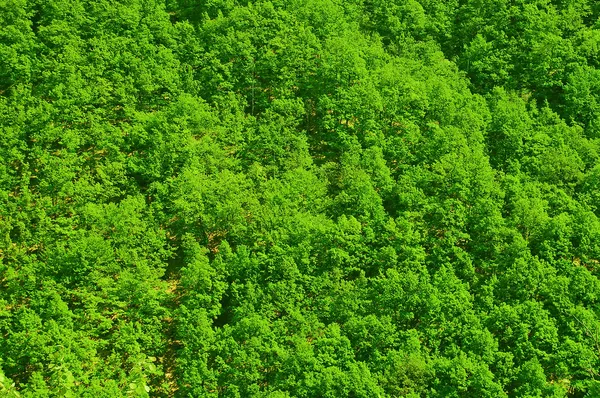 Вид сверху на лес — стоковое фото