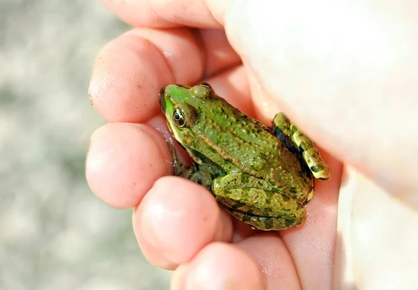 Frosch in der Hand — Stockfoto
