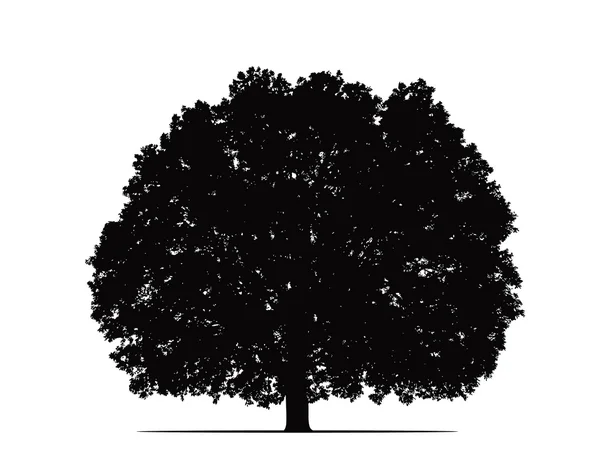 Oak silhouette — Stock Photo, Image