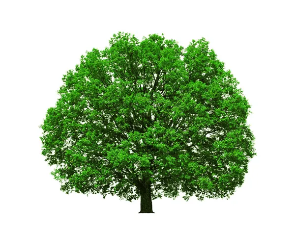 Big majestic oak tree isolated — Stock Photo, Image
