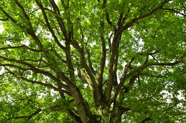 Under an oak tree — Stock Photo, Image