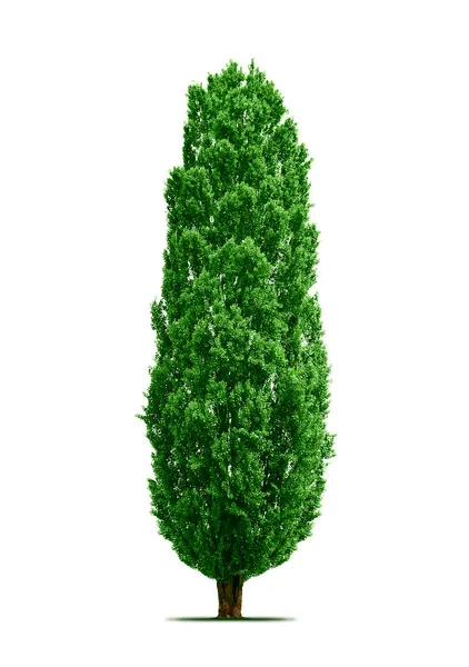 Poplar tree isolated — Stock Photo, Image