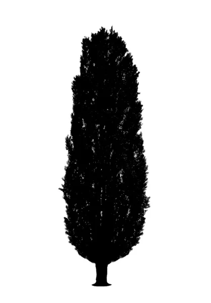 ポプラの木のシルエット — ストック写真