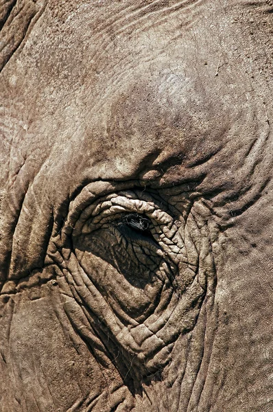 Elephant eye closeup — Stock Photo, Image