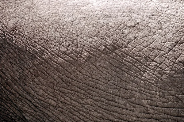 大象皮 — 图库照片