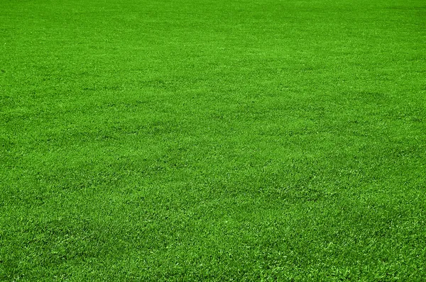 Tekstura trawnik — Zdjęcie stockowe