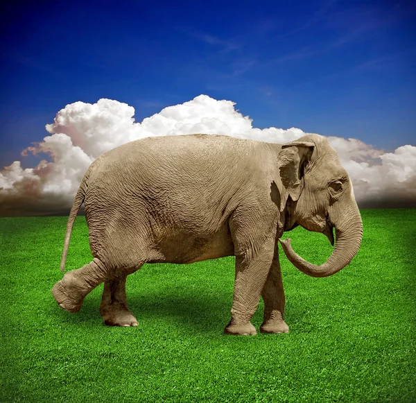 stock image Elephant on grass profile