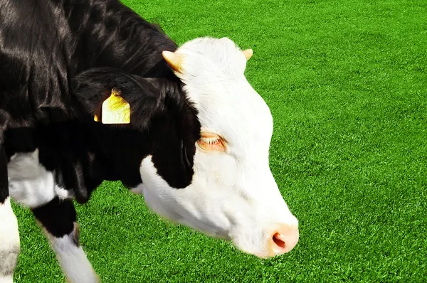 Vaca joven comiendo hierba —  Fotos de Stock