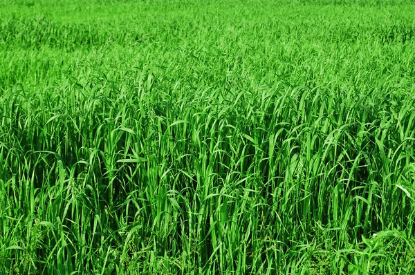 Высокая трава — стоковое фото