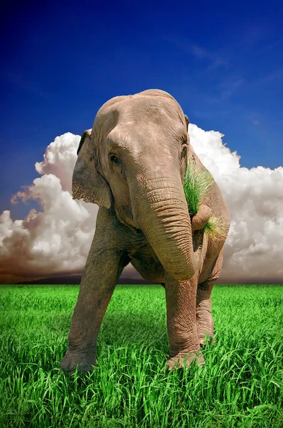 Elefante imponente — Fotografia de Stock
