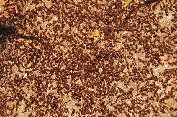 Enxame de formigas — Fotografia de Stock