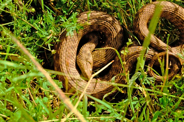 Wąż w trawie — Zdjęcie stockowe