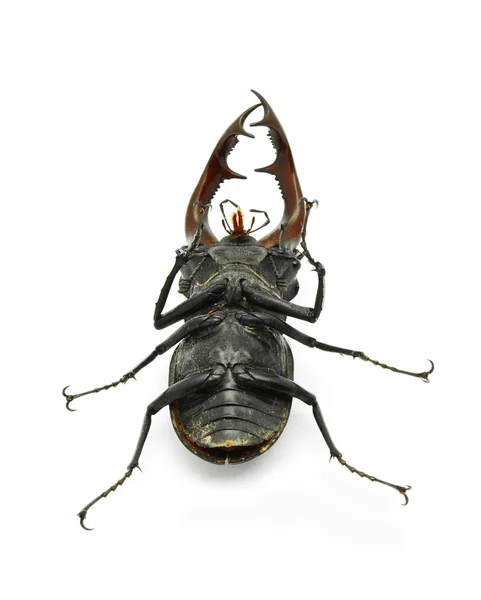 Stag beetle — Stock Photo, Image