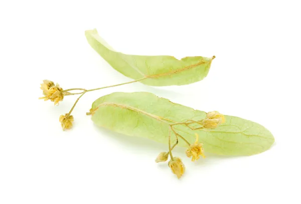 Dry tea linden flower — Stock Photo, Image