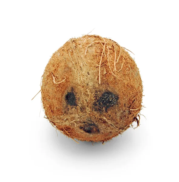 고립 된 코코넛 — 스톡 사진