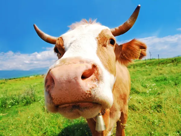 Vacca da allevamento curiosa — Foto Stock