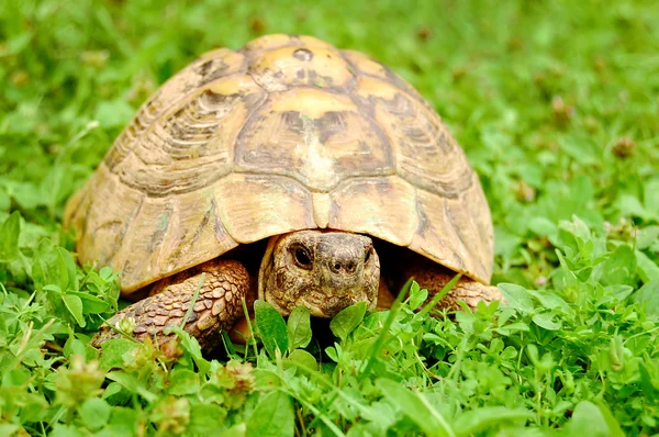 Черепаха в траве — стоковое фото