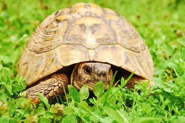 Turtle in grass — Stock Photo, Image