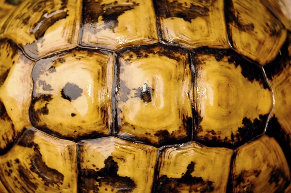 Раковина черепахи — стоковое фото