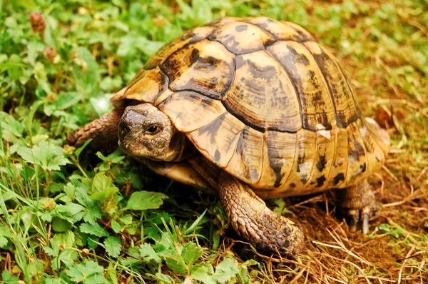 Черепаха в траве — стоковое фото